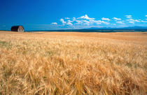Norht America, Idaho. Barley field in Eastern Idaho. by Danita Delimont
