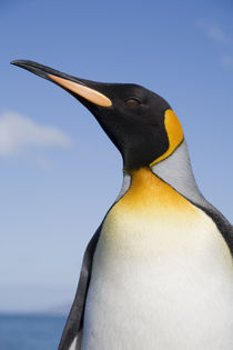 Antarctica, South Georgia Island (UK),  Portrait of King Penguin von Danita Delimont