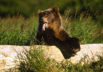 USA, Alaska, McNeil River Sanctuary, Grizzly bear (Ursus arctos) by Danita Delimont