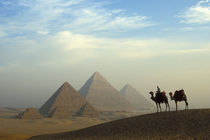 Egypt, Giza Camels, driver, Pyramids Complex Giza Plateau Desert by Danita Delimont