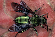 CA, Panama, Barro Colorado Island Euglossine bee (Euglossinae family) von Danita Delimont