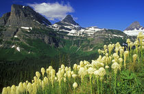 Beargrass at Logan Pass in Glacier National Park in Montana von Danita Delimont