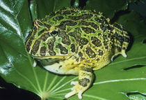 Ornate Horned Frog, (Ceratophrys ornata), Brazil von Danita Delimont