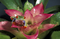 Red-eyed tree frog (Agalychnis callidryas) von Danita Delimont