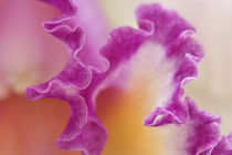 Hybrid orchid close-up, Delray Beach, Florida by Danita Delimont