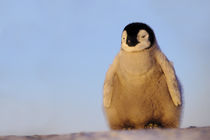 Emperor penguin chick, Aptenodytes forsteri, Antarctica von Danita Delimont