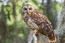 Barred Owl, adult in old growth east Texas forest with Spanish Moss, Caddo Lake by Danita Delimont