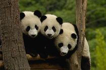 Giant panda babies (Ailuropoda melanoleuca) Family by Danita Delimont