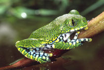 Big Eye Treefrog, Leptopelis vermiculatus, Native to Tanzania by Danita Delimont