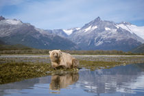 brown bear, Ursus arctos, grizzly bear by Danita Delimont