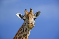 Giraffe, Masai Mara Game Reserve by Danita Delimont