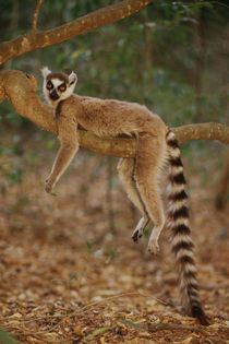 Ring-tailed lemur resting on branch, Lemur catta, Berenty Reserve, Madagascar by Danita Delimont