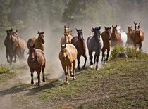 Horses running during roundup, Montana by Danita Delimont