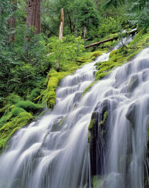 USA, Oregon, Proxy Falls by Danita Delimont