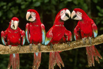 Red-and-green macaws on tree branch,Tambopata National Reserve by Danita Delimont
