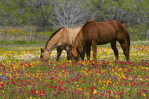 Quarter Horse in field of wildflowers near Cuero Texas springtime. von Danita Delimont