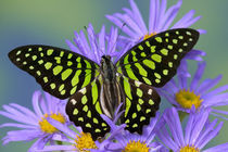 Sammamish Washington Photograph of Butterfly on Flowers von Danita Delimont