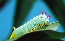 Prometheus Moth Caterpillar Callosamia promethea Eastern US by Danita Delimont