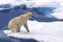 Arctic,Svalbard,Walrus being freindly von Danita Delimont
