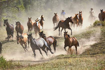 Horses running during roundup, Montana by Danita Delimont