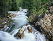 Crystal River Gunnison National Forest, Colorado von Danita Delimont