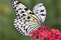 North America, USA, Georgia, Pine Mountain.  Paper Kite butterfly. by Danita Delimont