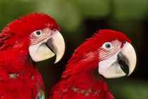 Red-and-green macaws, Ara chloropterus, Tambopata National Reserve, Peru by Danita Delimont