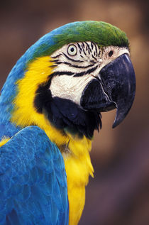 Florida. Macaw by Danita Delimont