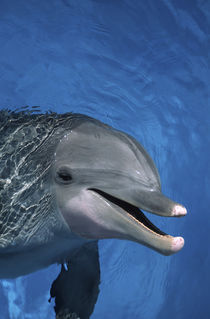 North America, USA, Hawaii. Dolphin by Danita Delimont