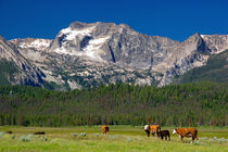 Cattle graze in the Stanley Basin, Idaho. by Danita Delimont