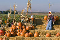 Pumpkin display with hay bales and scarecrows stand in Fruitland, Idaho by Danita Delimont