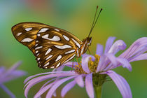 Sammamish Washington Tropical Butterflies photograph Dryas iulia by Danita Delimont