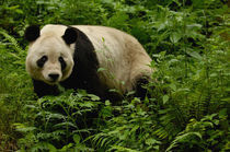 Giant panda (Ailuropoda melanoleuca) Family by Danita Delimont