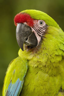 Military macaw (Ara militaris) CAPTIVE  Amazon Rain Forest. ECUADOR by Danita Delimont