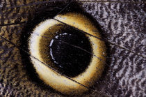 South America, Peru, Napo, Boca National Park. Owl butterfly wing (Caligo sp.) von Danita Delimont