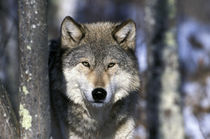 North America, USA, Minnesota. Wolf (Canis lupus) von Danita Delimont