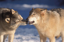 Gray wolf, Canis lupus, one checking out what the other is eating by Danita Delimont