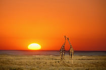 A Giraffe couple walks into the sunset, in Namibia's Etosha National Park by Danita Delimont