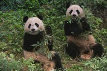 Two pandas eating bamboo together, Wolong, Sichuan, China by Danita Delimont