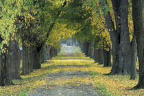 NA, USA, Kentucky, Louisville Tree-lined road in autumn von Danita Delimont