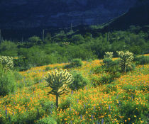 USA, Arizona, Organ Pipe Cactus National Monument by Danita Delimont