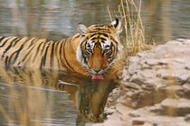 Royal Bengal Tiger drinking in the forest pond, Ranthambhor National Park, India by Danita Delimont