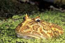 NA, USA, Florida, Miami Brazilian horned frog (Ceratophrys cranwelli) von Danita Delimont