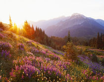 Field of lupine and Olympic Mountains at sunrise, Olympic National Park
