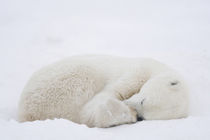 North America, Canada, Manitoba, Churchill. Polar Bear sleeping. von Danita Delimont