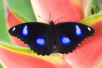 Sammamish Washington Tropical Butterflies von Danita Delimont