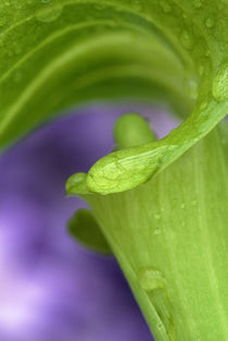 Close-up of Jack-in-the-Pulpit with violet background. Credit as von Danita Delimont