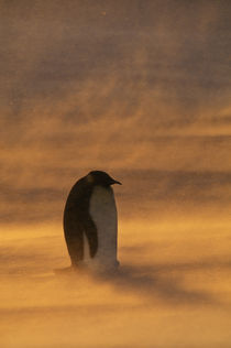 Emperor penguin in snowstorm, Aptenodytes forsteri, Weddell Sea, Antarctica by Danita Delimont