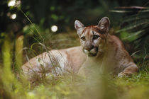 Florida panther, Puma concolor coryi, Florida von Danita Delimont