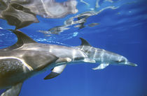 Atlantic spotted dolphins.  Bimini, Bahamas. von Danita Delimont